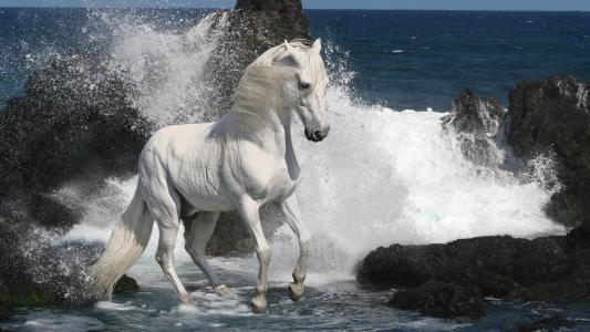 白色，马，石头，马，海，灰色，种马