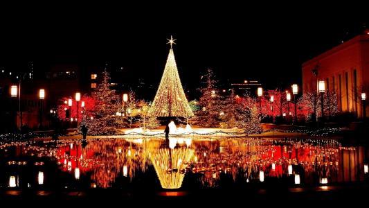 树，圣诞节，光，城市，夜