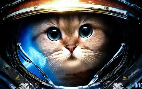 猫，太空服，星际争霸
