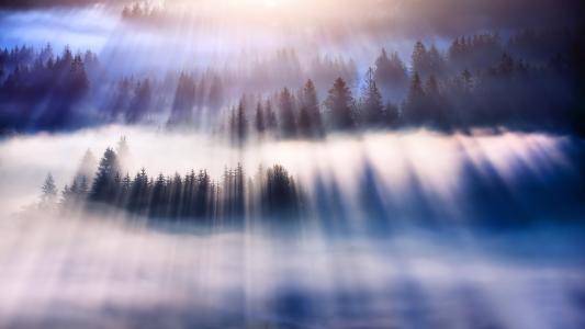 雾，光，光线，树木