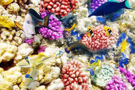 珊瑚，鱼，海底世界，动物
