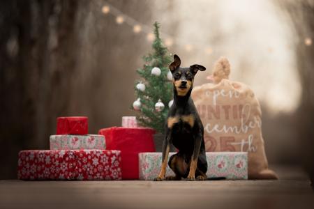 树，袋，礼物，框，狗，pinscher，狗，假期，新的一年