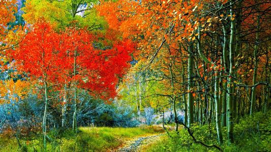 性质，秋季，树木，美丽，线索