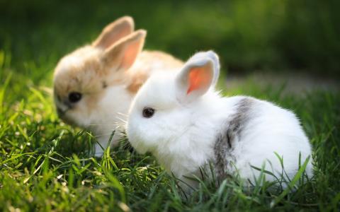 兔，草，性质，夏天