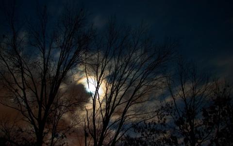 月亮，云，晚上，树木
