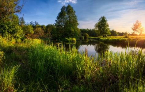 可以日落，池塘，绿化，莎草，照片，米哈伊尔·库什纳