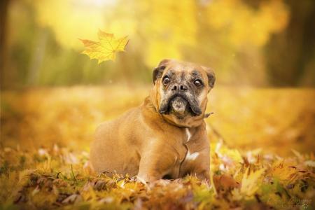 动物，狗，狗，拳击手，性质，秋季，叶子