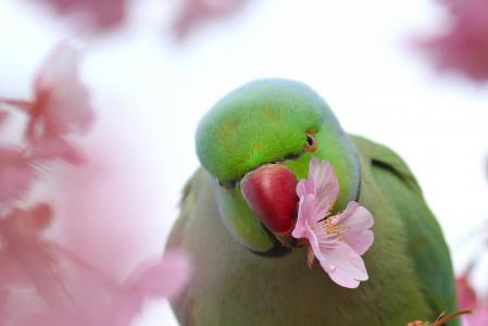 鸟，鹦鹉，性质，春天，花，樱花