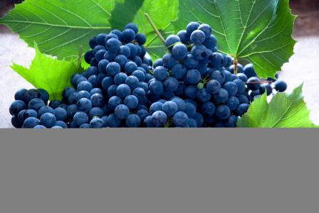 葡萄，水果，蓝色