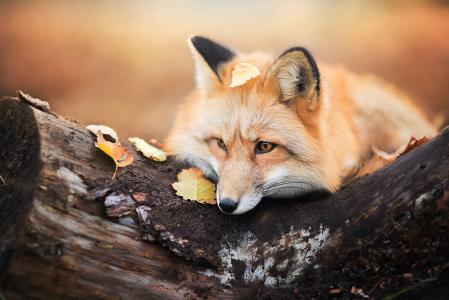 狐狸，狐狸，树，秋天，叶子