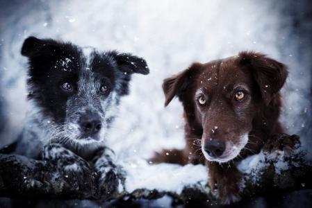 狗，雪，冬天