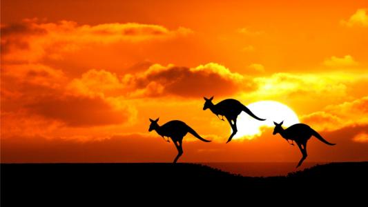 澳大利亚，袋鼠，日落，景观