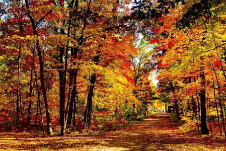 美国，威斯康星州，秋天，在湖磨坊公园