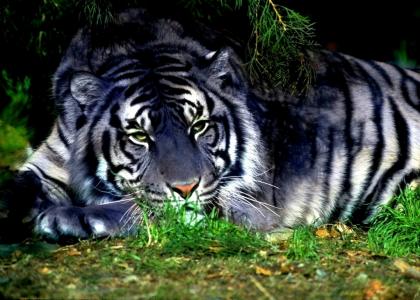 老虎，白，草