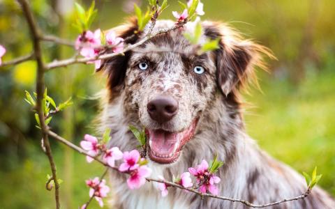 自然，春天，盛开，分支，花卉，动物，狗，狗，脸，澳大利亚，澳大利亚牧羊犬