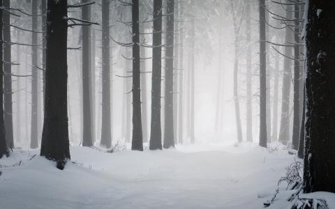 冬天，冬天的性质，树，冷，森林，霜，雪