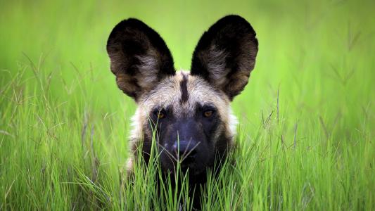 鬣狗，耳朵，捕食者，草