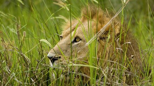 动物，野兽之王，狮子，在草地上