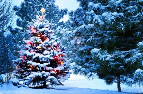 圣诞节，雪，假期，新年，圣诞老人，树，灯，性质