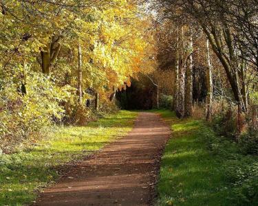 平坦的道路，桦树，阳光明媚的叶子