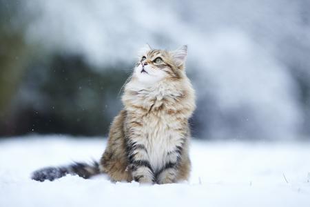 雪，猫，冬天，猫，雪，冬天，小猫