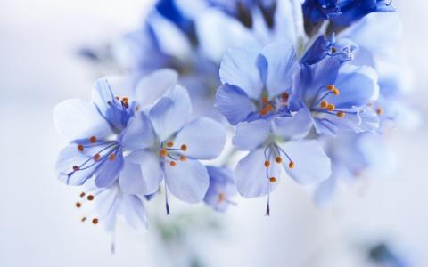 宏，蓝色，鲜花，壁纸，温柔，美丽