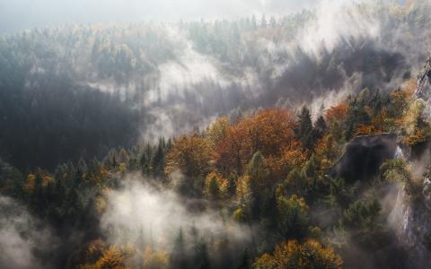 自然，秋季，山，森林，树木，雾，顶部，石头