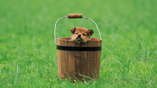 草，木桶，从它伸出一只小狗的头
