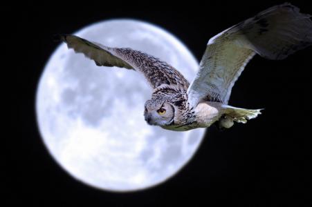 晚上，飞行，月亮，鸟，猫头鹰