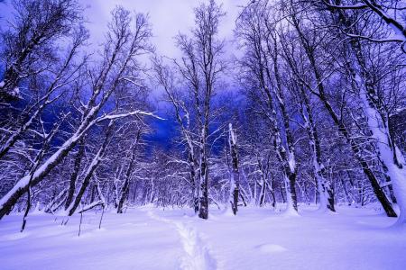 冬天，雪，树木