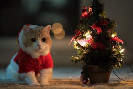 小猫，枞树，新的一年，酷，心情