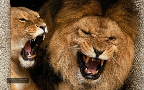 动物，老虎，狮子，咆哮，尖叫