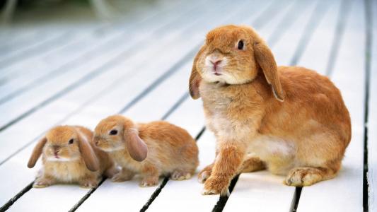 兔子，红色的皮毛大衣，妈妈和孩子