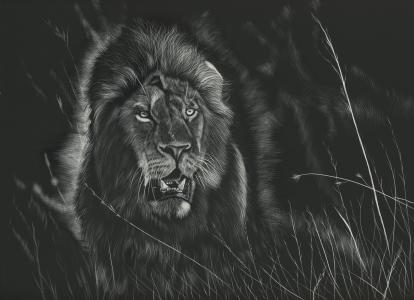 狮子，黑色和白色背景，捕食者