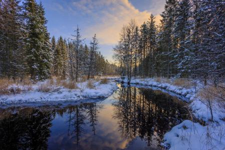 冬天，森林，河，Arvika，云杉，雪，性质