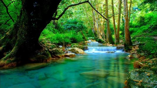 透明的河，森林，老树