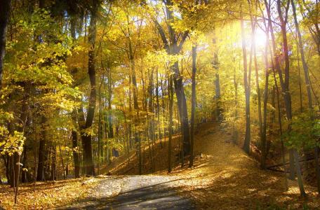 秋天，公园，性质，路，叶子，光，太阳，照片，走