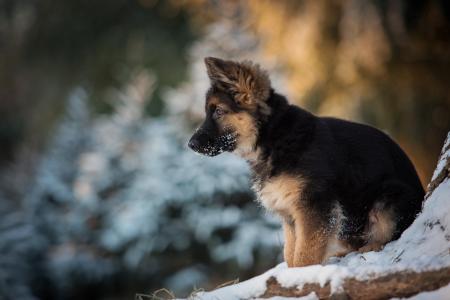 动物，狗，小狗，德国牧羊犬，牧羊人，雪，冬天