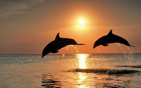 日落，海，海豚