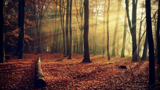 森林，自然，秋天，美丽