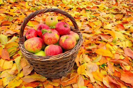 苹果，叶子，秋天