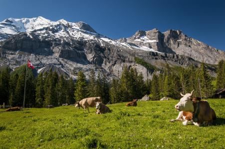 牛，瑞士，瑞士，草地，山