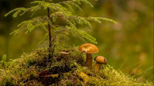 在小丘，枞树，蘑菇，特写镜头，Burlov安德烈
