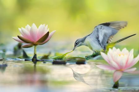 鸟，池塘，莲花，性质