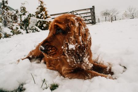 雪，冬天，狗，性质
