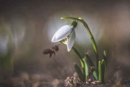 生命活跃起来，雪花莲，蜜蜂，春天，塔蒂亚娜阿韦里娜