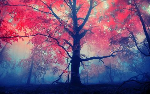 红色，雾，树，森林，叶子