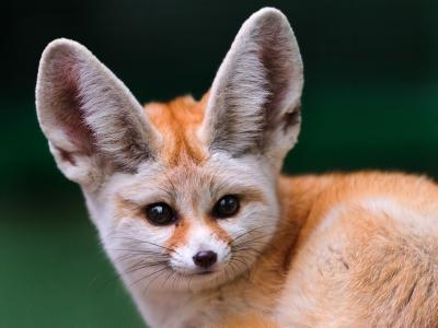 看，狐狸，fenec，脸，大耳朵