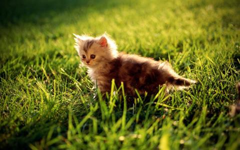 小猫，草，灰色的羊毛