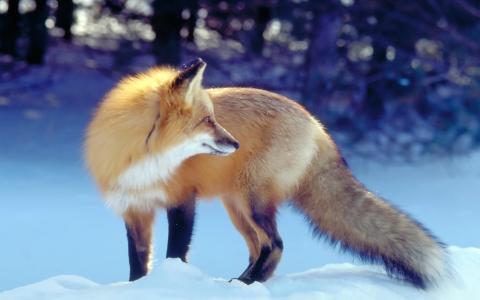 冬天，狐狸，狐狸